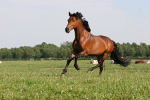 learn Danish with pictures: horse
