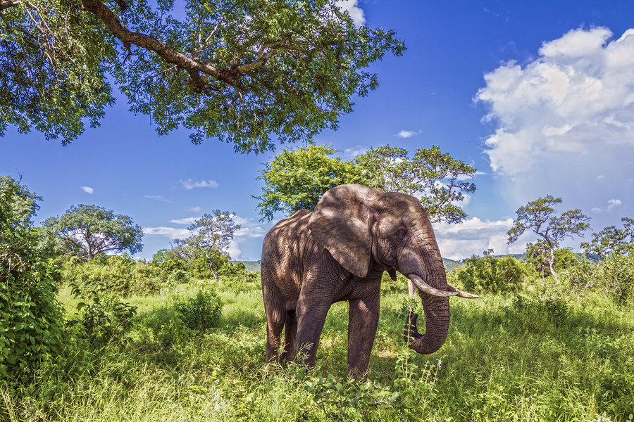 Long Term Memory Method for Learning Afrikaans