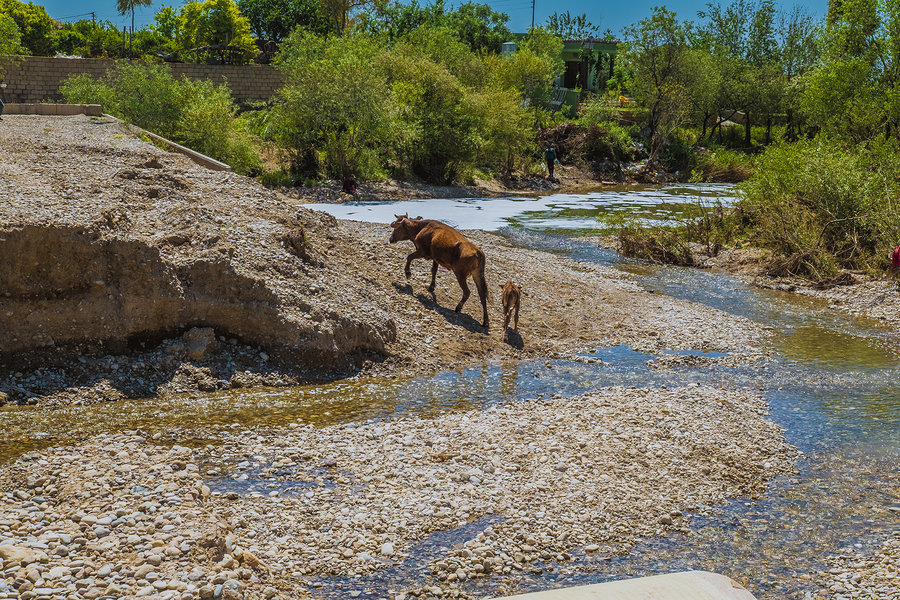 Learning Methods for Learning Kurdish