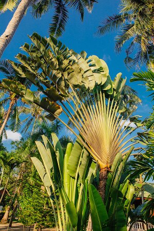 cours en ligne de malgache