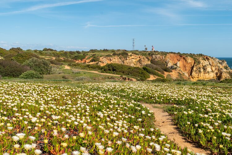 Portuguese with superlearning method