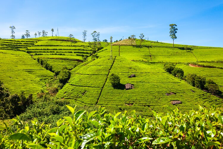aprender tamil método a largo plazo