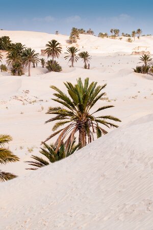 apprendre en ligne l'arabe tunisien
