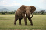 learn Danish with pictures: elephant