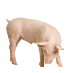 learn Danish with pictures: pig
